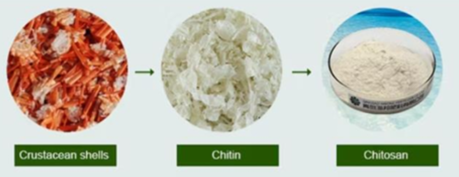 Công nghệ chế tạo màng sinh học nano-chitosan bảo quản trái cây bằng siêu âm cường độ cao